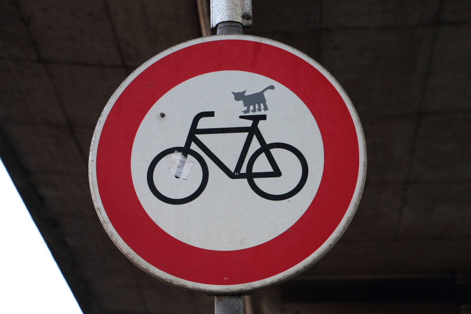 Die Katze auf dem Fahrrad