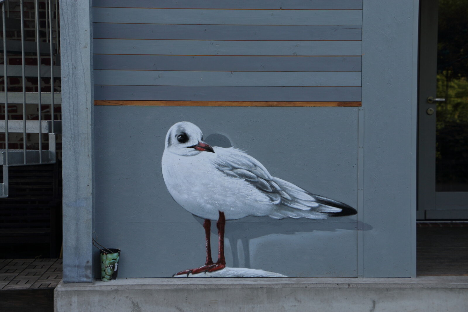 Pfälzer Ufer: Möwe
