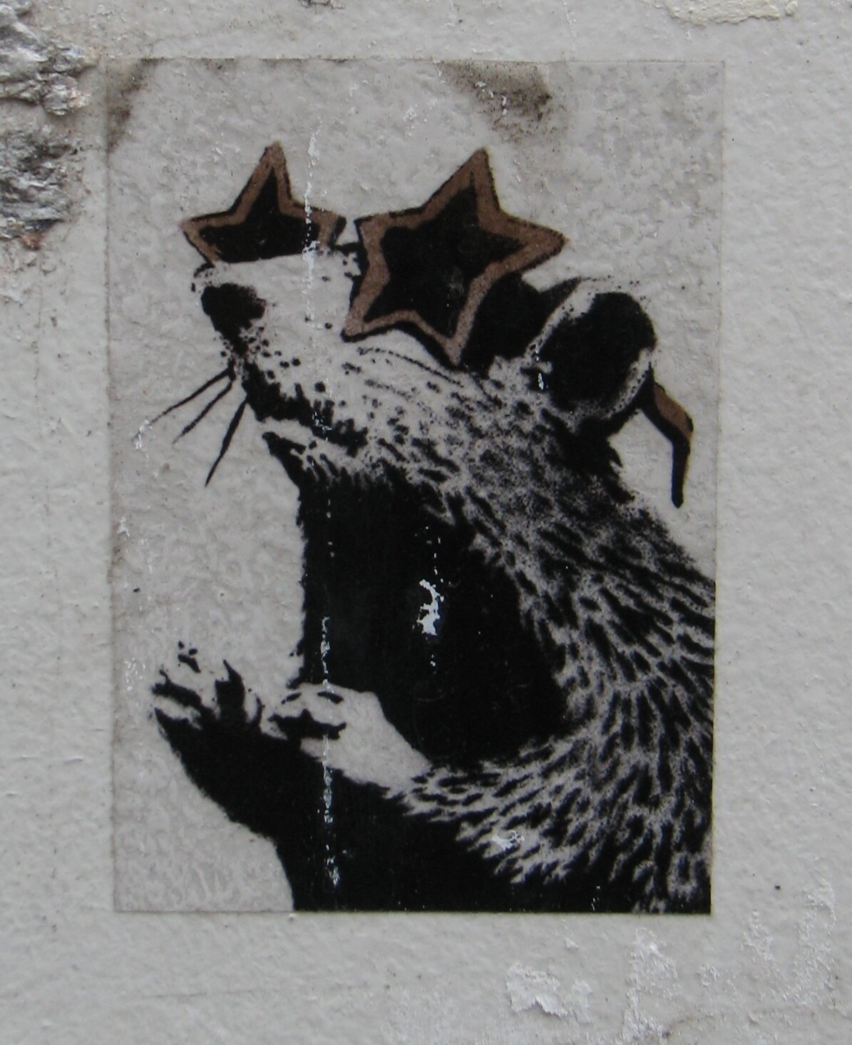 Brillenratte