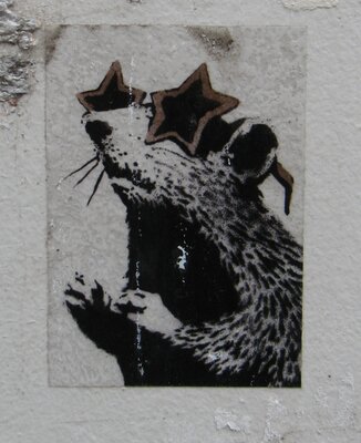 Brillenratte